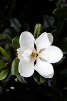 Astrid USAI - Donatella